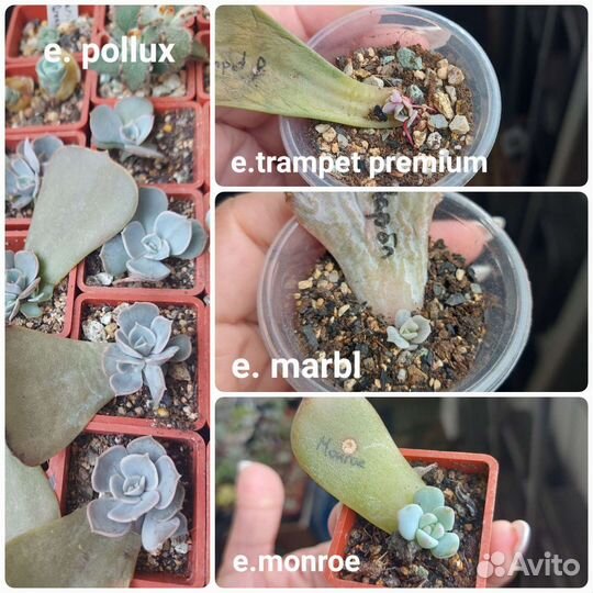 Суккуленты