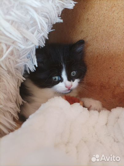 Отдам котят