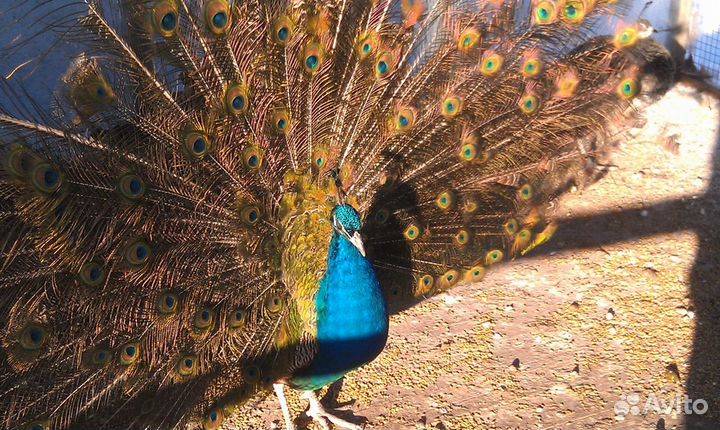 Павлины индийские