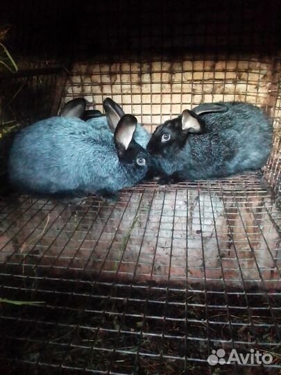 Кролики породы полтавское серебро