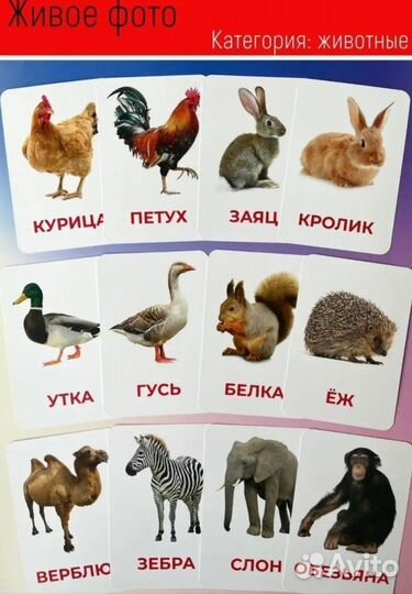 Пакет Карточек домана набором 236штук