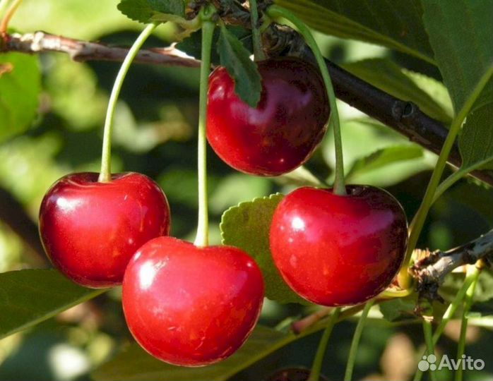 Саженцы черевишни Краса севера