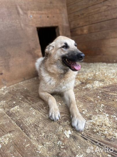 Ласковая собака