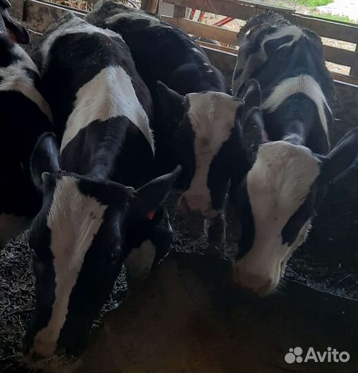 Быки живым весом