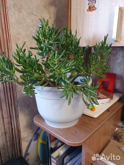 Суккуленты