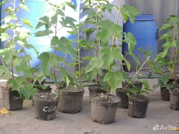 Саженцы черной смородины Дочка