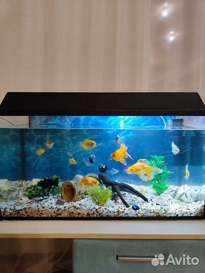 Аквариум