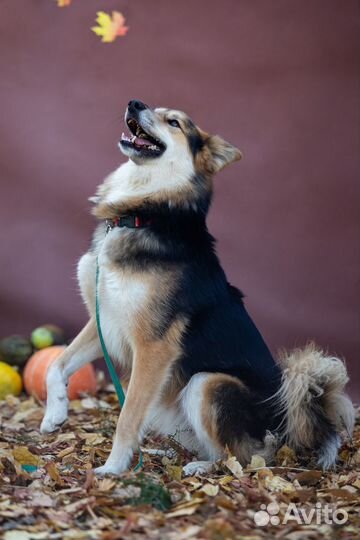 Собака Бенджамин