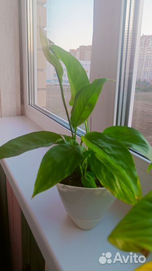 Спатифиллум