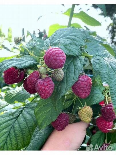 Саженцы малины