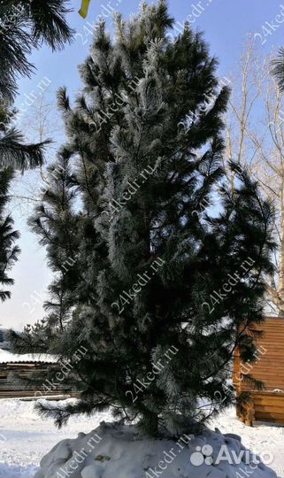 Дерево кедра