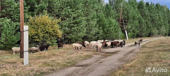 Овцы бараны