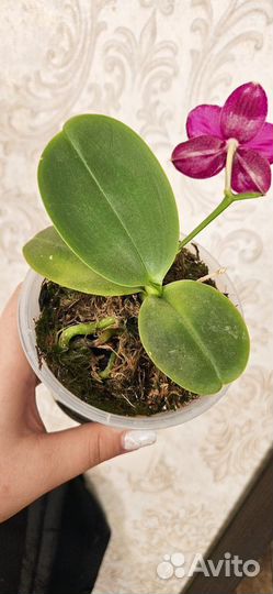 Орхидея Sogo Relex 