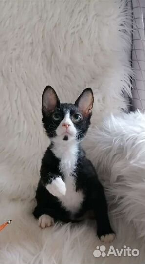 Медвежонок