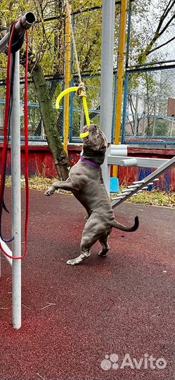 Вязка с американским хулиганом/Американский Булли