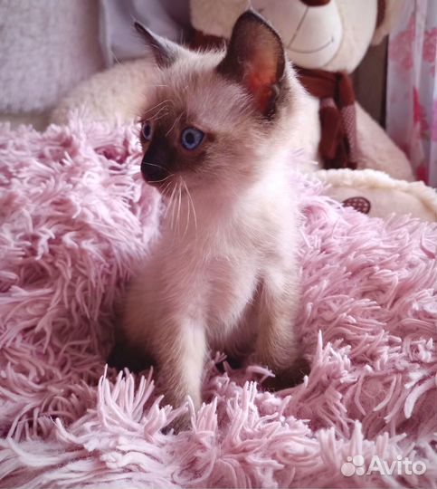 Котенок мальчик