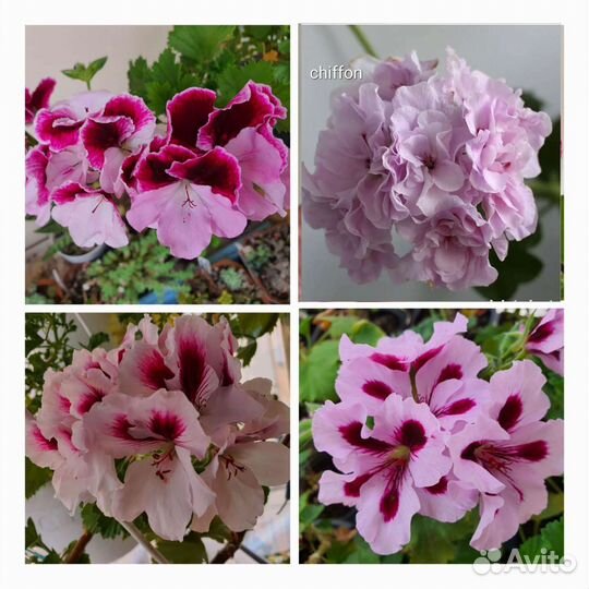 Пеларгония (герань), бугенвиллия разные