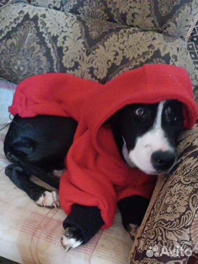 Питбультерьер