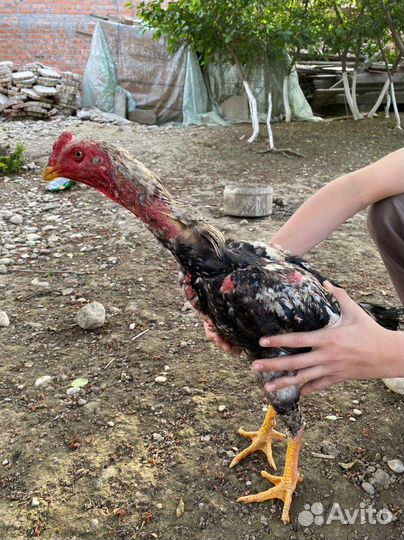 Бойцовые петухи