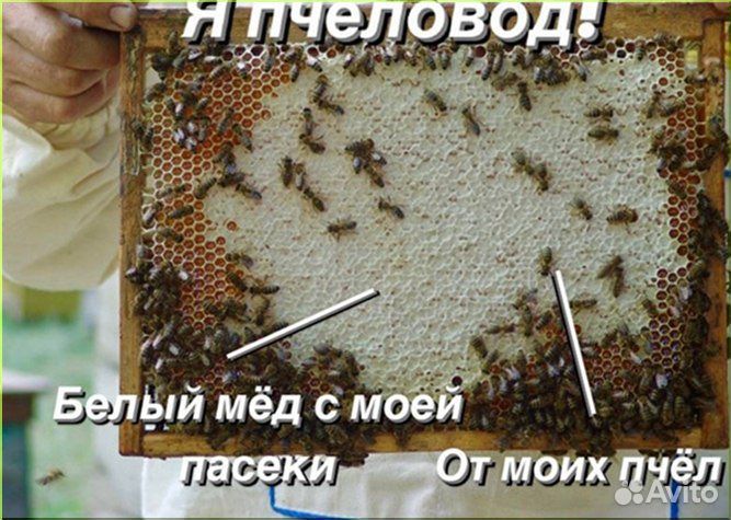 Аккураевый мед