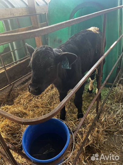 Отменные телята бычки с доставкой на транспорте