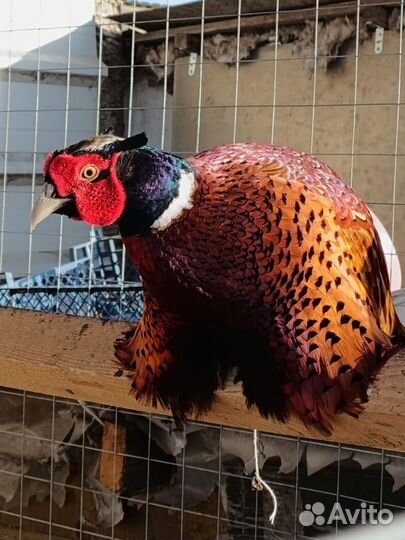 Фазан охотничий