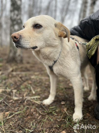 Собака Маленький Сахар