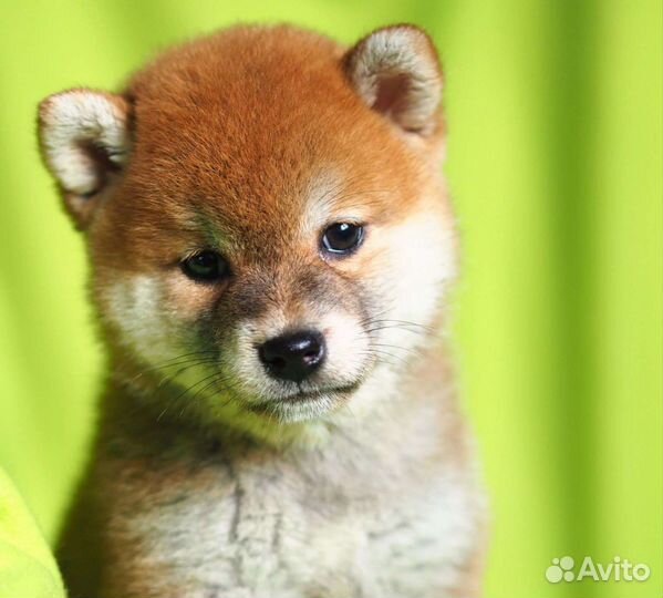 Щенки сиба шиба ину