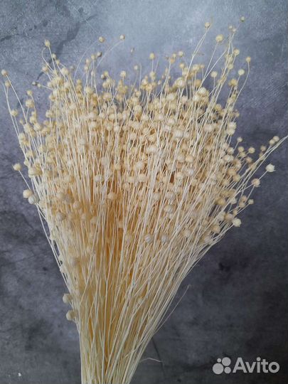 Сухоцветы разные