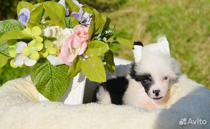 Игрушечные собачки куколки