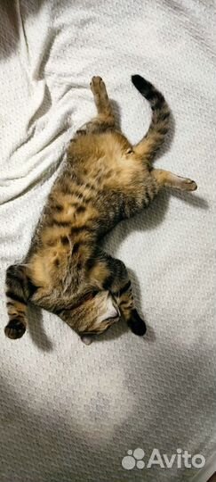 Отдам кота в добрые руки