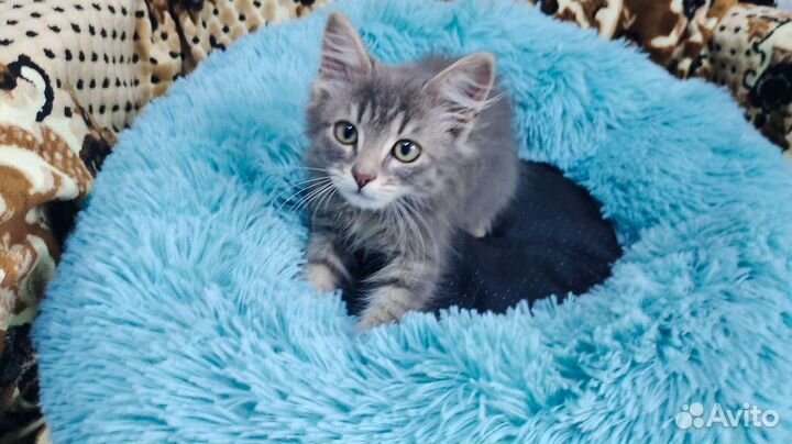 Шотландский котенок 2 мес в добрые руки