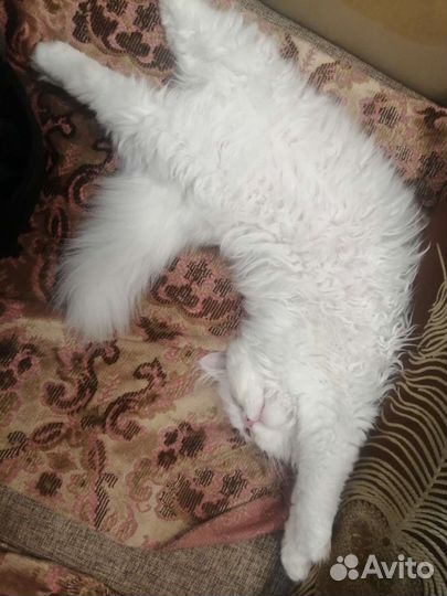 Персидский кот