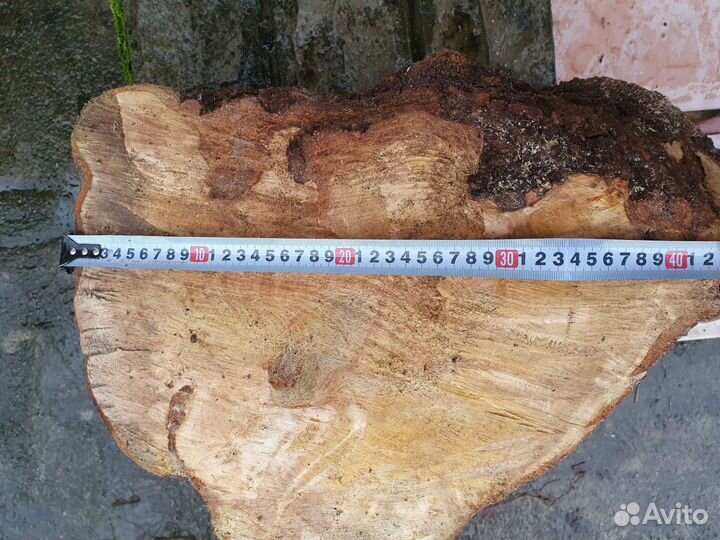 Кап сувель берёзовый