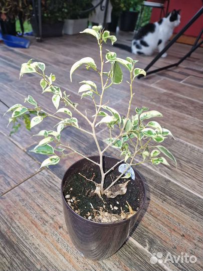 Фикус бенджамина