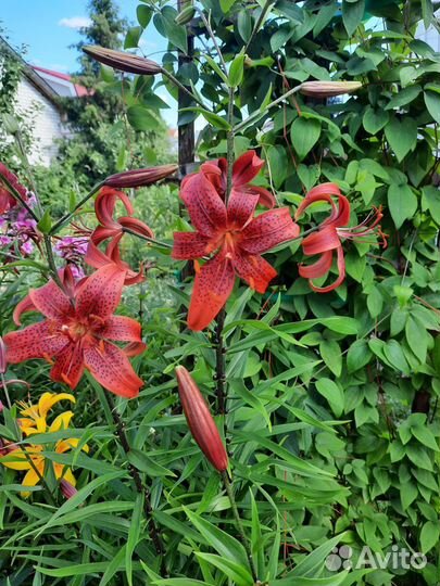 Лилии луковицы