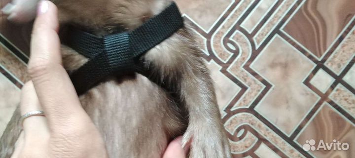 Шлейки на заказ