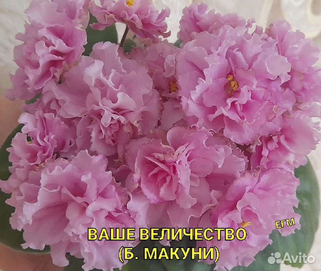 Фиалки - укорененные черенки 70 сортов