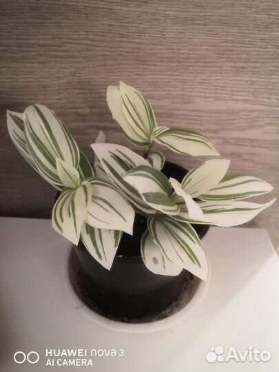 Традесканция белая