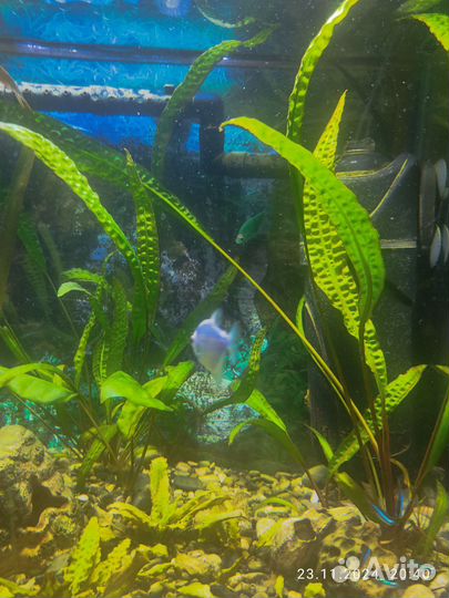 Рыба Тернеция