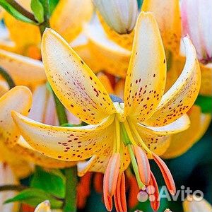 Лилия Мартагон Арабион Найт и другие