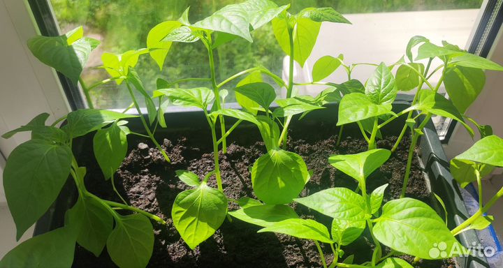 Рассада перцев Мегатон красный