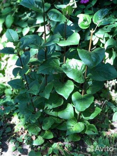 Сирень махровая сортовая