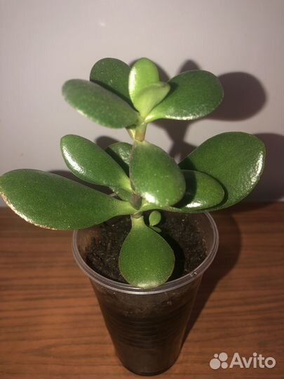 Крассула толстянка деревце в грунте