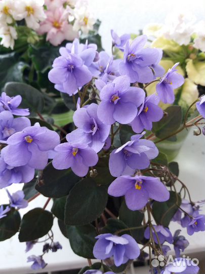 Фиалки трейлеры