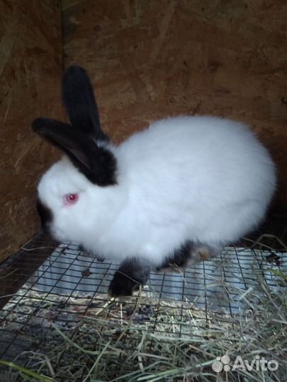 Кролики на племя