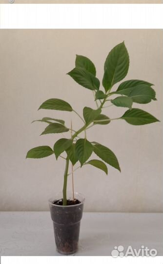 Бальзамин Ванька мокрый