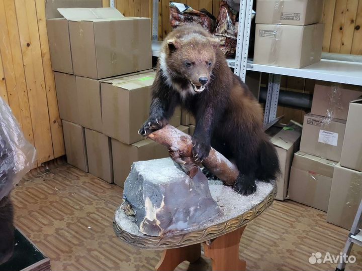 Чучело россомахи животное