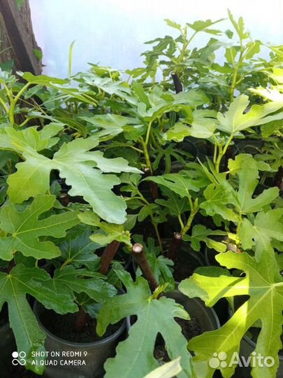 Саженцы инжира