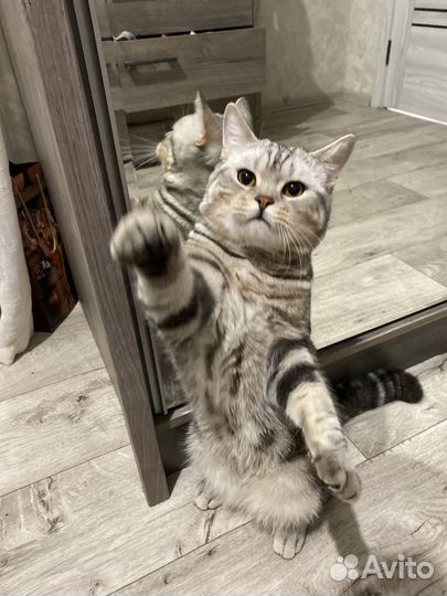 Шотландский кот для вязки